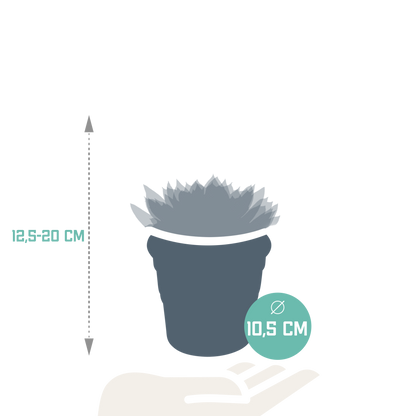Echeveria-Mix 10,5 cm - 3x - in terracotta pot