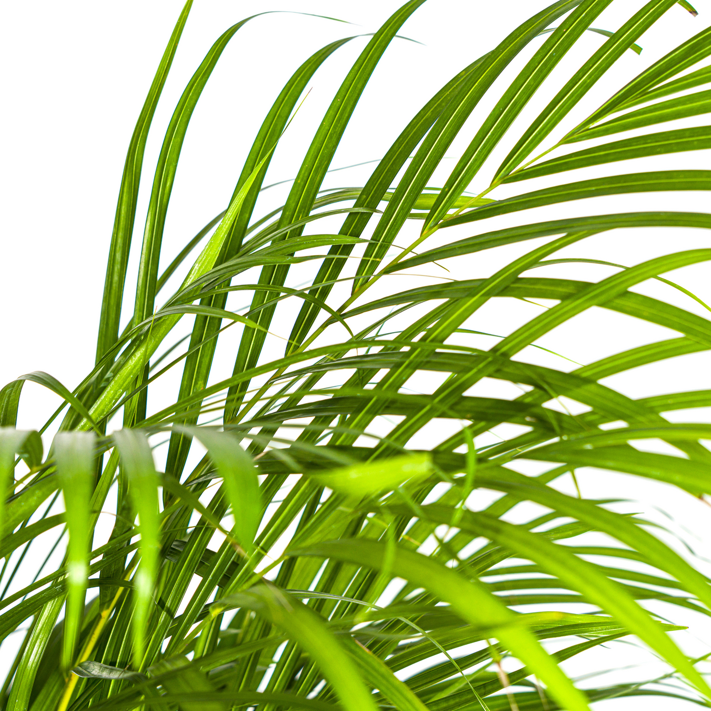 Dypsis Areca Lutescens mit Korb Ø24cm - ↕120 - 140cm