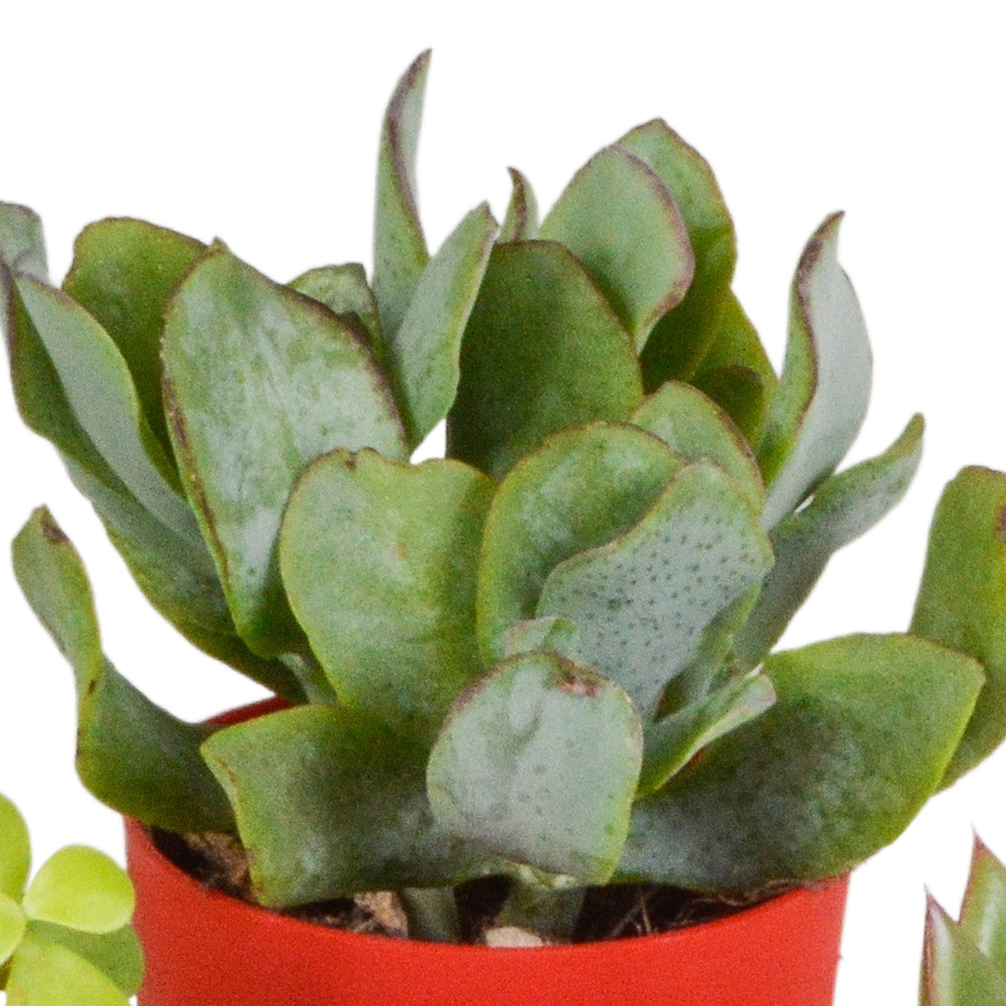 Vetplanten-Mischung 5,5 cm - 5x - in gekleurde plasticpot