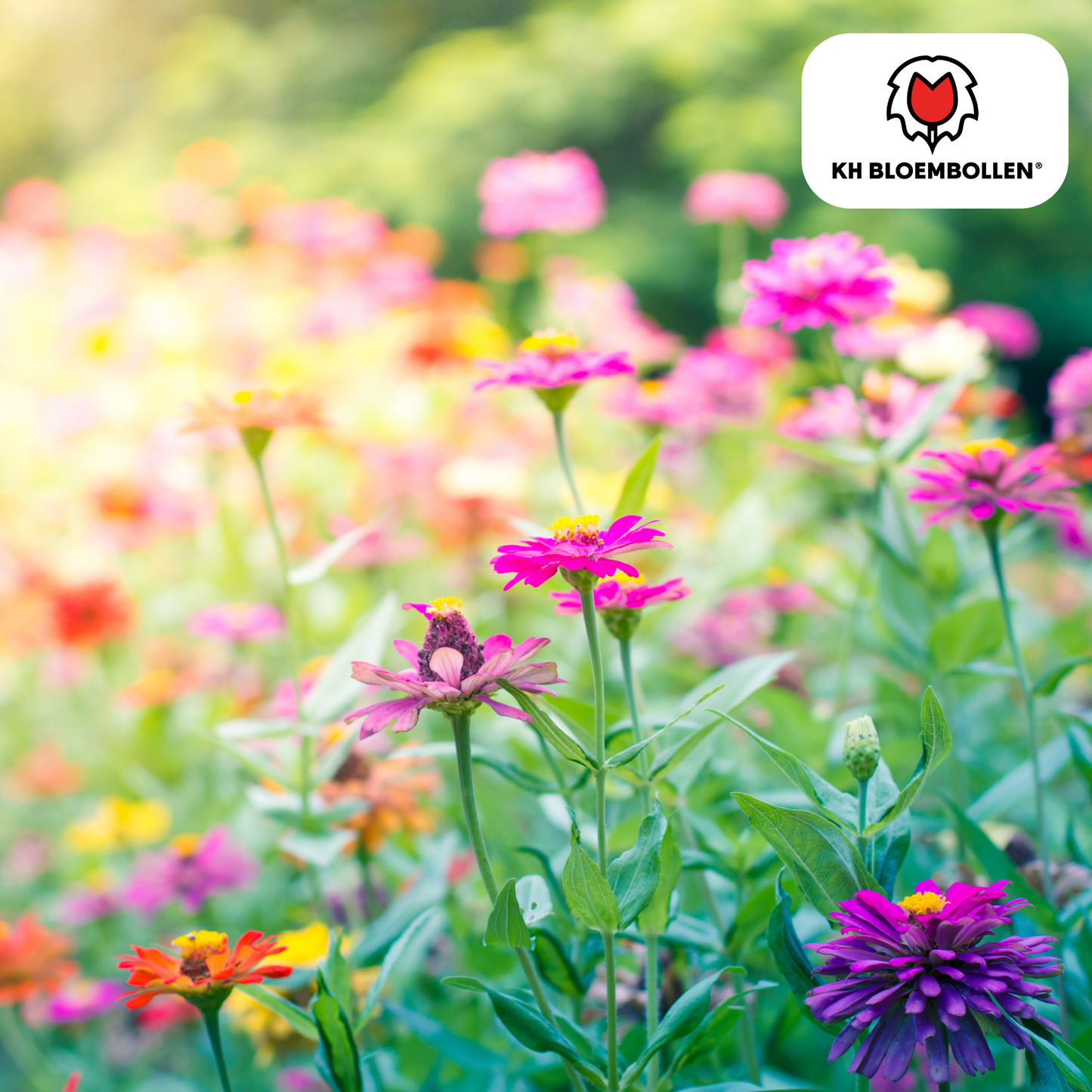 Wilde Bloemenzaad Mengsel – 100 gram | Goed voor Bijen, Vlinders & Biodiversiteit | ± 30–50 m²