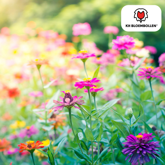 Wilde Bloemenzaad Mengsel – 100 gram | Goed voor Bijen, Vlinders & Biodiversiteit | ± 30–50 m²