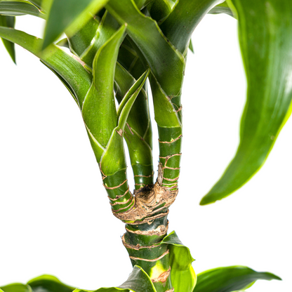Dracaena Deremensis Dorado mit Korb Ø24cm - ↕120 - 140cm