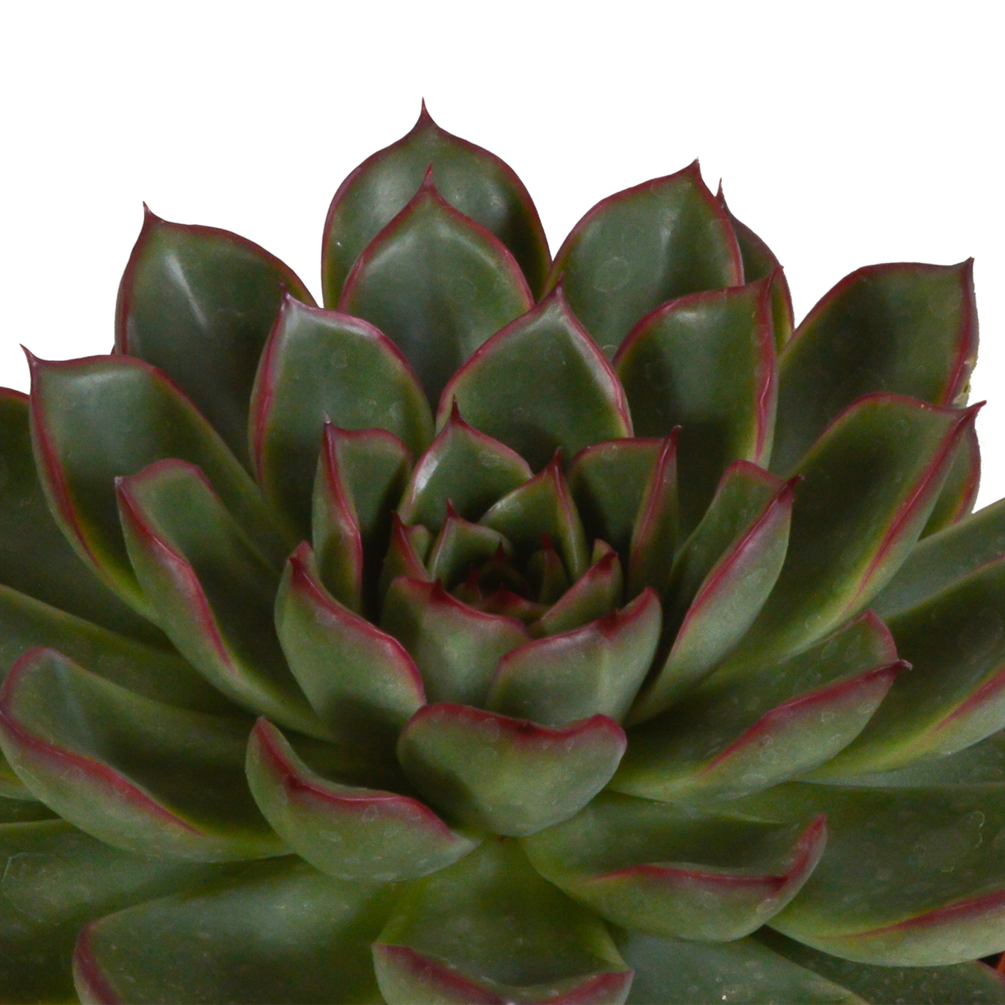 Echeveria-Mix 10,5 cm - 3x - zonder pot
