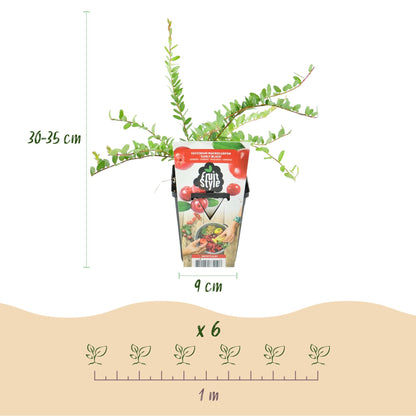 GreenboutiQ - Obstpflanzen - Blaubeere - Vaccinium macrophylla Early Black - Winterhart - 3 Pflanzen - Topf 9 cm - Dunkelrote Beere