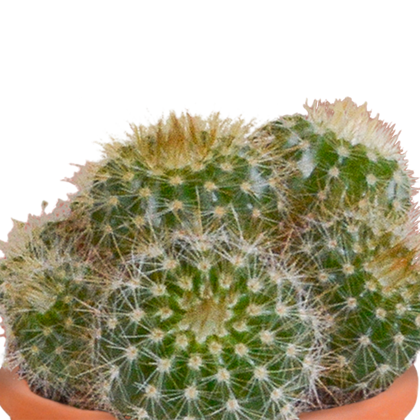 Cactus en vetplanten Mischung 5,5 cm | 15 stück - in terracotta pot