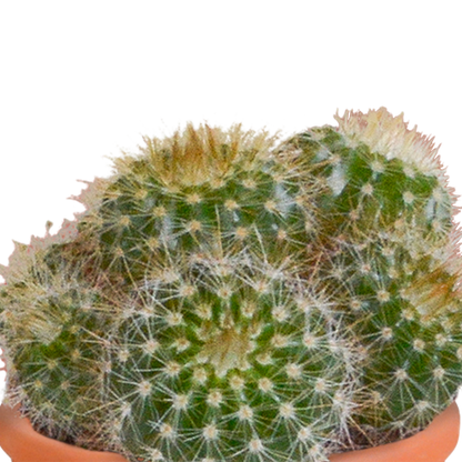 Cactus en vetplanten Mischung 5,5 cm | 15 stück - in terracotta pot