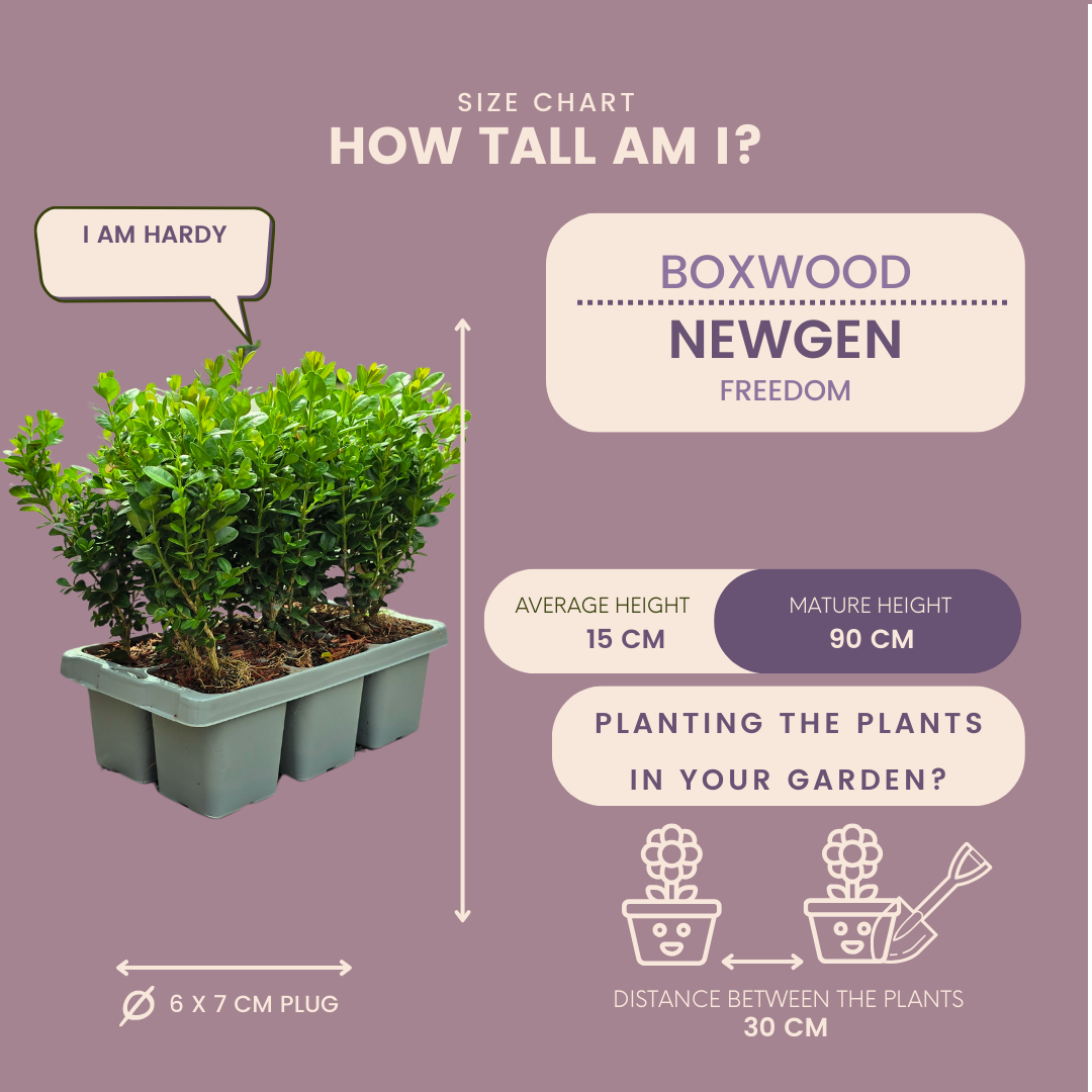 12 x 6er-Pack Buxus NewGen Freedom – Winterharte Immergrüne Sträucher 72 x Ø7 cm - ↕15 cm | Kompakter Buchsbaum