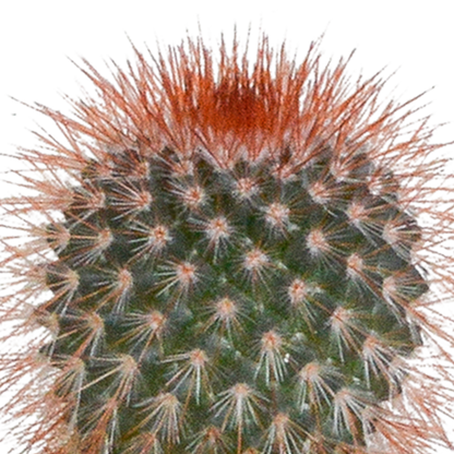 Cactus en vetplanten Mischung 5,5 cm | 15 stück - in witte pot