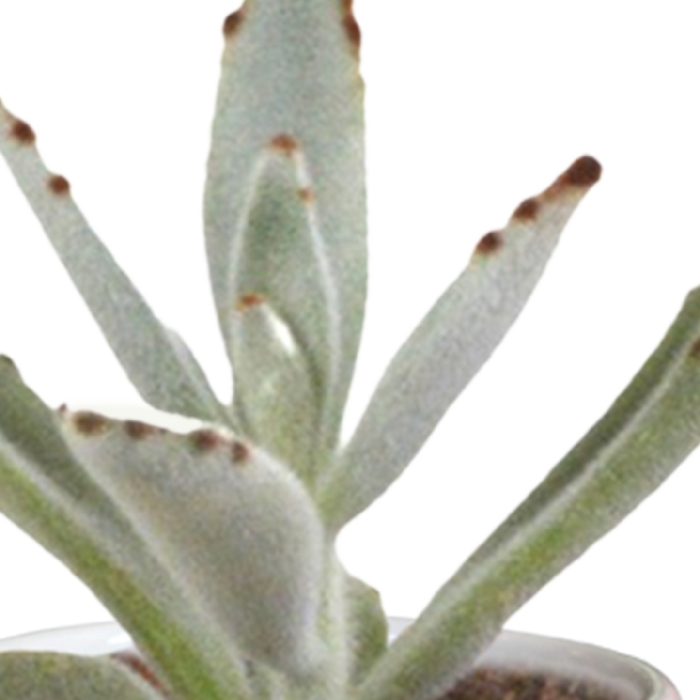 Cactus en vetplanten Mischung 5,5 cm | 15 stück - in witte pot