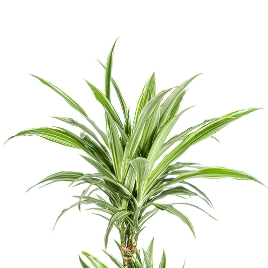 Dracaena Deremensis White Stripe Ø19cm - ↕70 - 90cm