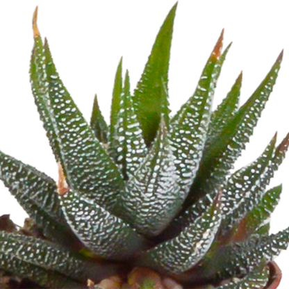 Gasteria/Haworthia-Mischung 5,5cm - 5x - in terracotta pot