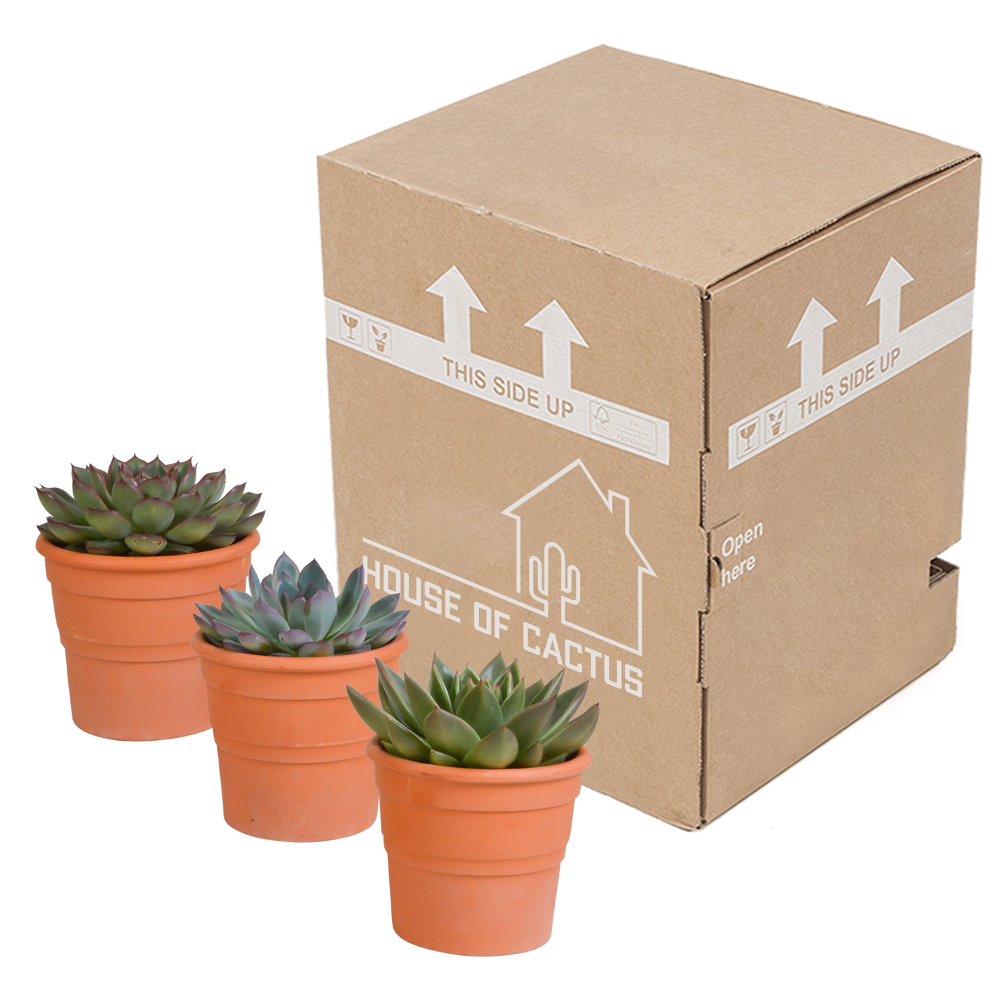 Echeveria-Mix 10,5 cm - 3x - in terracotta pot