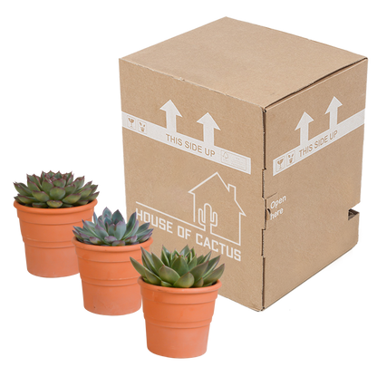 Echeveria-Mix 10,5 cm - 3x - in terracotta pot