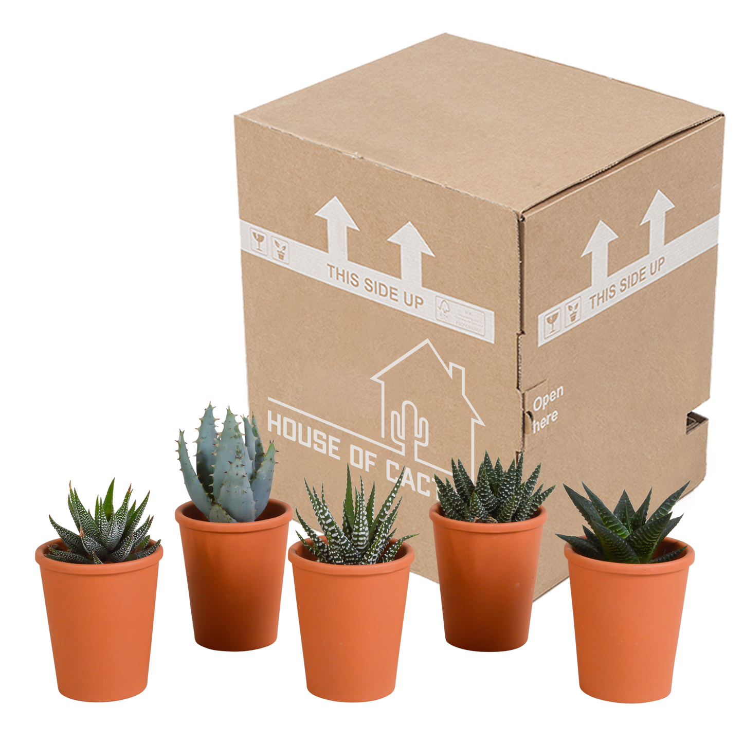 Gasteria/Haworthia-Mischung 5,5cm - 5x - in terracotta pot