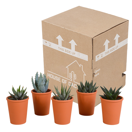 Gasteria/Haworthia-Mischung 5,5cm - 5x - in terracotta pot