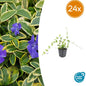 24x Vinca minor 'Blue and Gold' - ↕10-25cm - Ø9cm