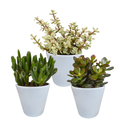 Crassula-Mix 8,5 cm - 3x - in witte pot