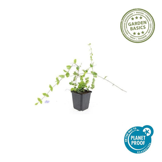 48x Vinca minor 'Blue and Gold' - ↕10-25cm - Ø9cm