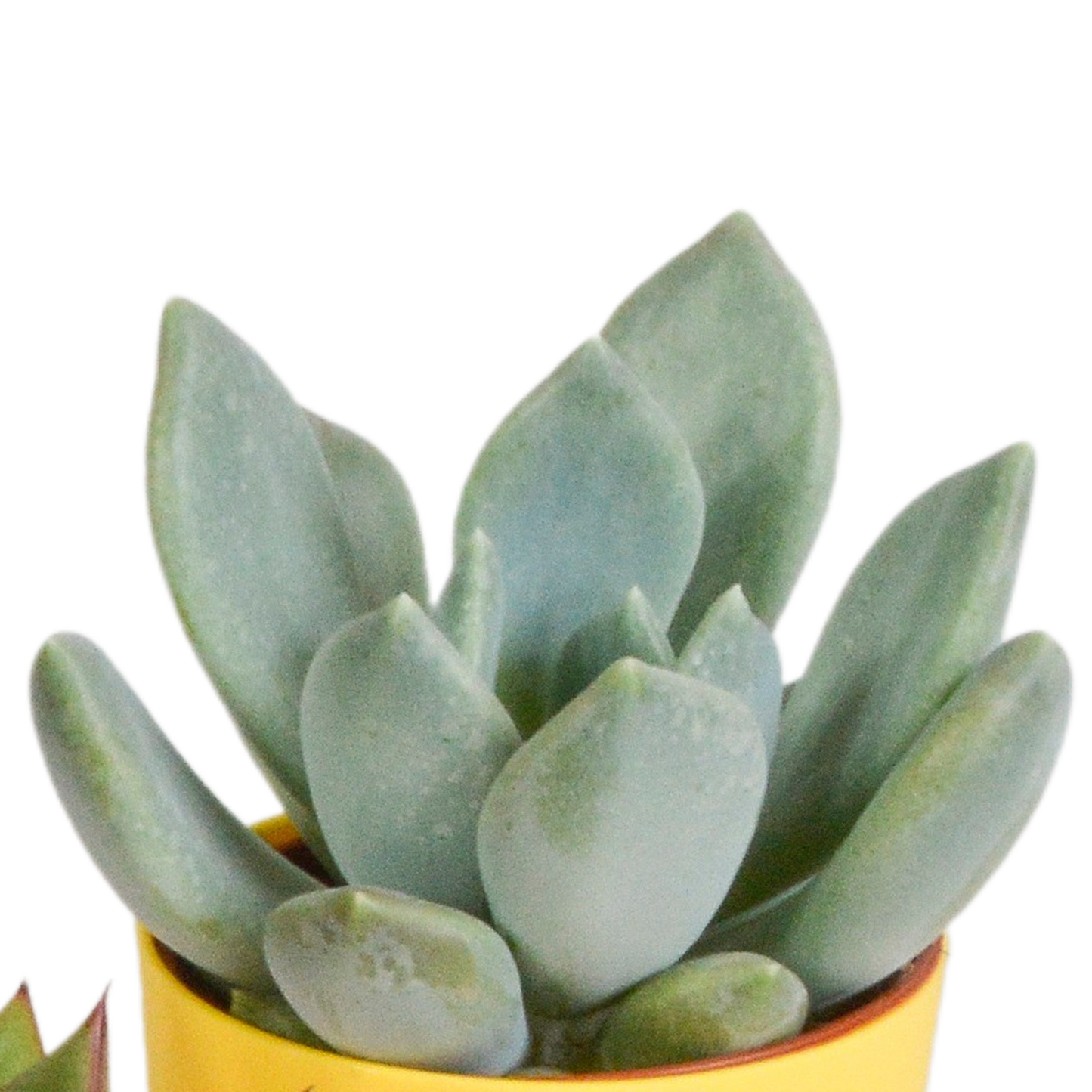 Vetplanten-Mischung 5,5 cm - 5x - in gekleurde plasticpot