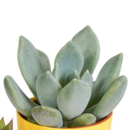 Vetplanten-Mischung 5,5 cm - 5x - in gekleurde plasticpot