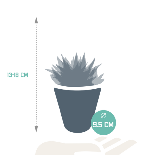 Gasteria/Haworthia-Mischung 8,5cm - 3x - in witte pot