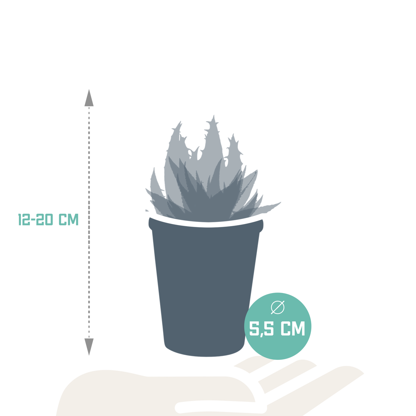 Gasteria/Haworthia-Mischung 5,5cm - 5x - in terracotta pot