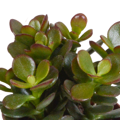 Crassula-Mix 8,5 cm - 3x - in witte pot