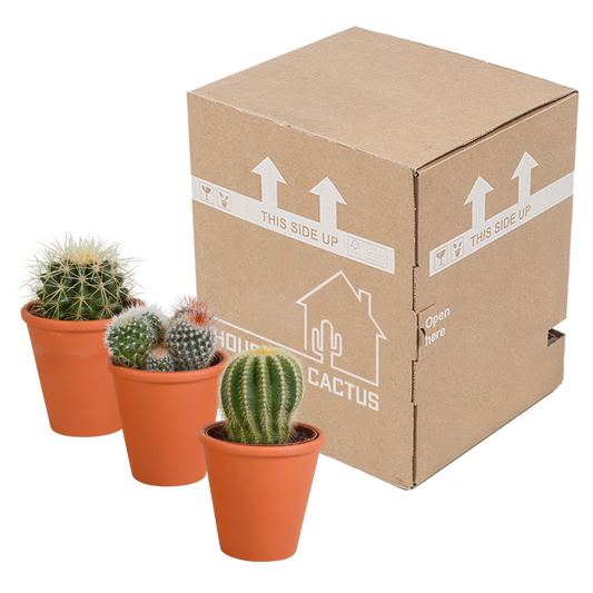 Bolcactus-Mischung 8,5 cm - in terracotta pot