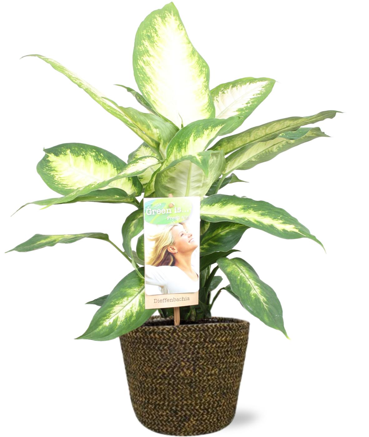Dieffenbachia Camilla - Ø17cm - ↕45cm + Selin Pot D18x16cm - Schwarz