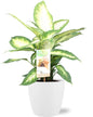 Dieffenbachia Camilla - Ø17cm - ↕45cm + Pot Brussels D18x17cm - Weiß