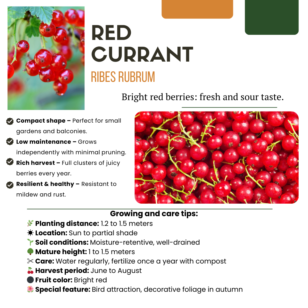 „Früchte-Oase“ BIO Obstpflanzen-Mix – Set mit 5 verschiedenen Sorten