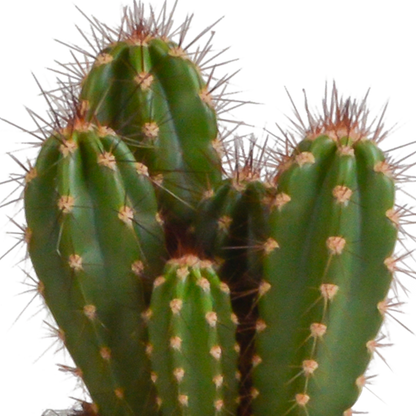 Cereus-Mischung 10,5 cm - 3x - in witte pot