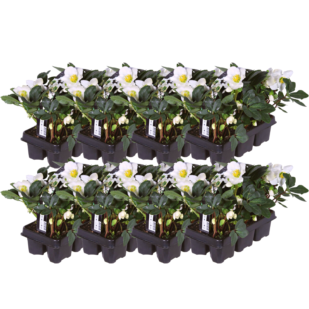 Helleborus niger ‘Christmas Carol’ – 48 Christrosen im Set (8 x Sixpack)