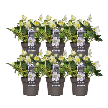 6 x Helleborus niger 'Christmas Carol' Pflanzen | Ø 12 cm | ↕ 20 cm