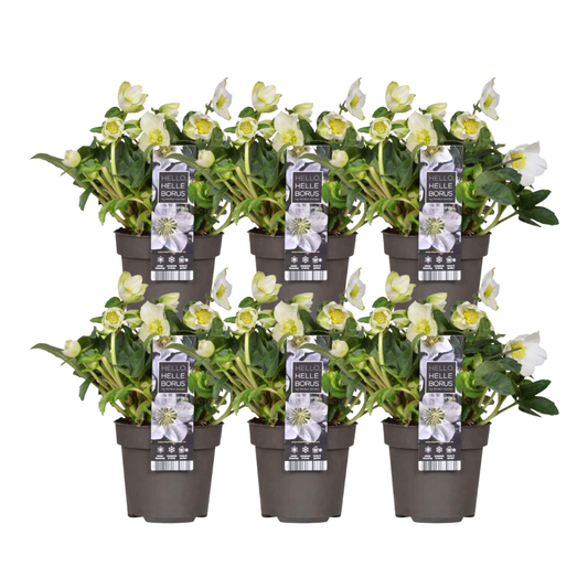 6 x Helleborus niger 'Christmas Carol' Pflanzen | Ø 12 cm | ↕ 20 cm