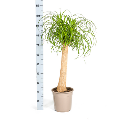 Beaucarnea Recurvata Stamm mit Korb Ø24cm - ↕80 - 100cm