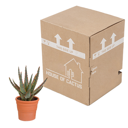 Hallo Zebrina Dannyz 10,5cm - in terracotta pot