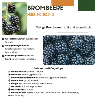 3 x Bio-Brombeerpflanzen – Ø 13 cm – ↨ 20 cm