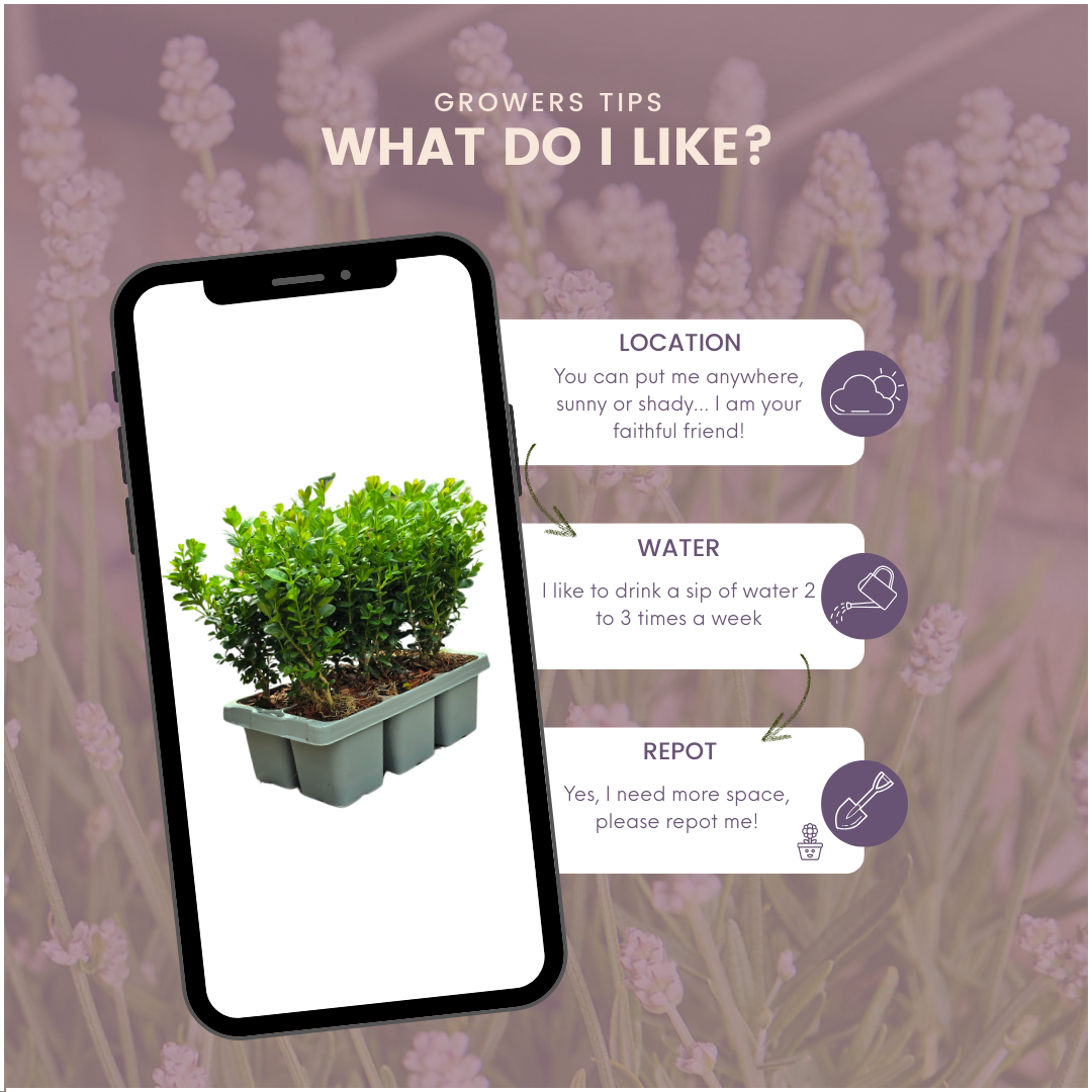 12 x 6er-Pack Buxus NewGen Freedom – Winterharte Immergrüne Sträucher 72 x Ø7 cm - ↕15 cm | Kompakter Buchsbaum