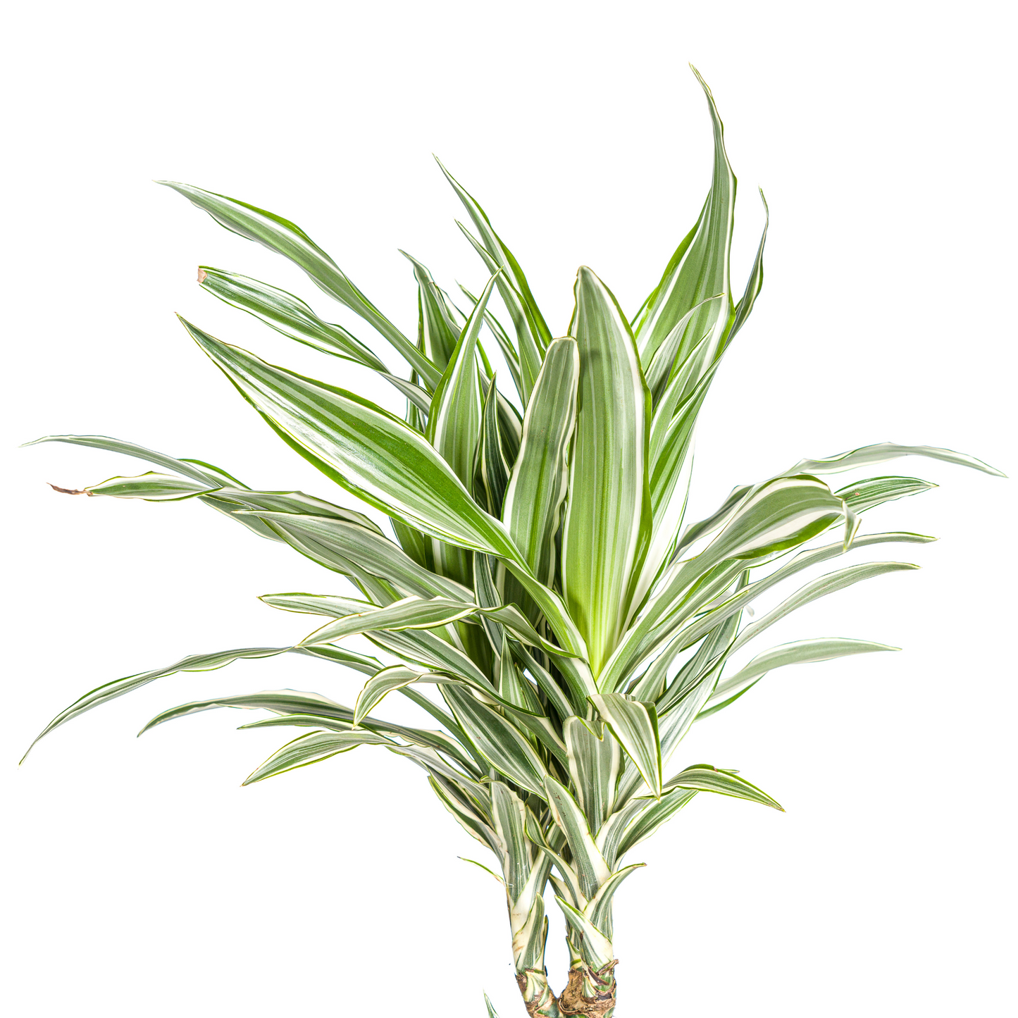 Dracaena Deremensis White Stripe mit Korb Ø24cm - ↕130 - 150cm