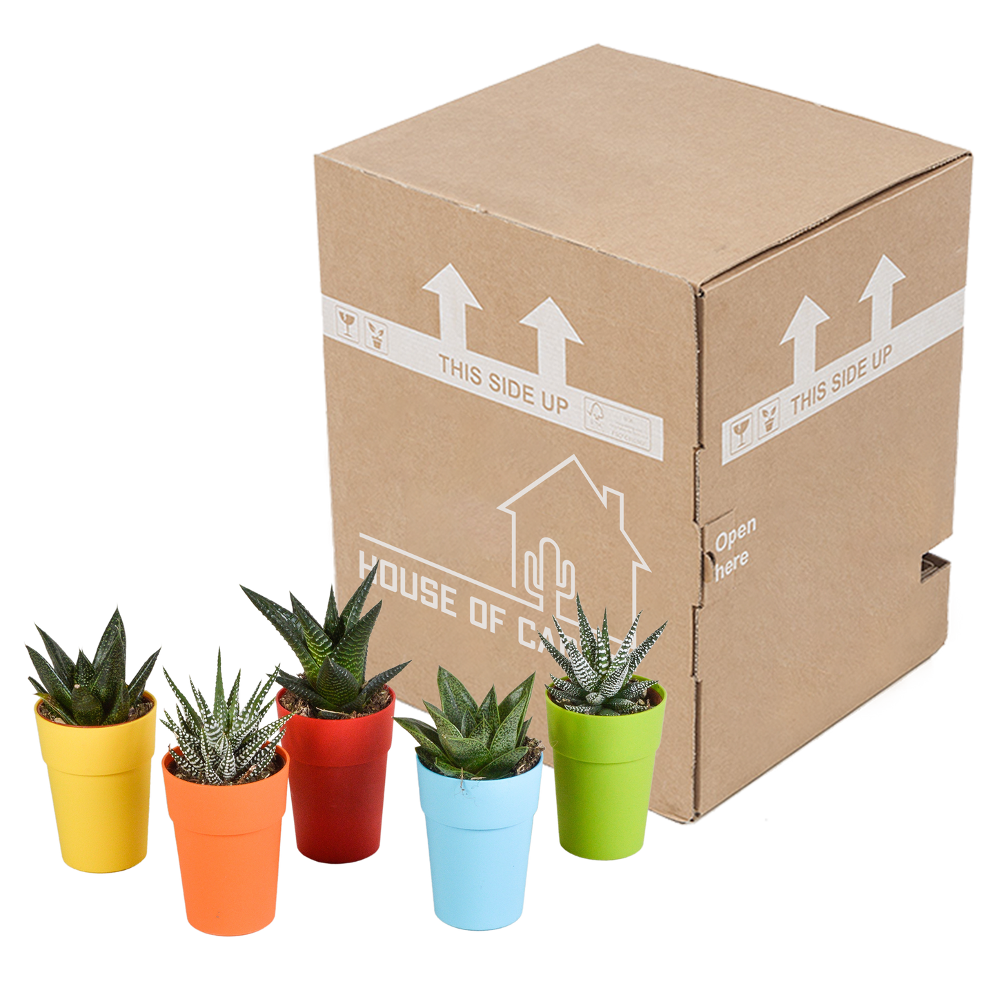 Gasteria/Haworthia-Mischung 5,5cm - 5x - in gekleurde plasticpot