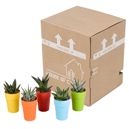 Gasteria/Haworthia-Mischung 5,5cm - 5x - in gekleurde plasticpot