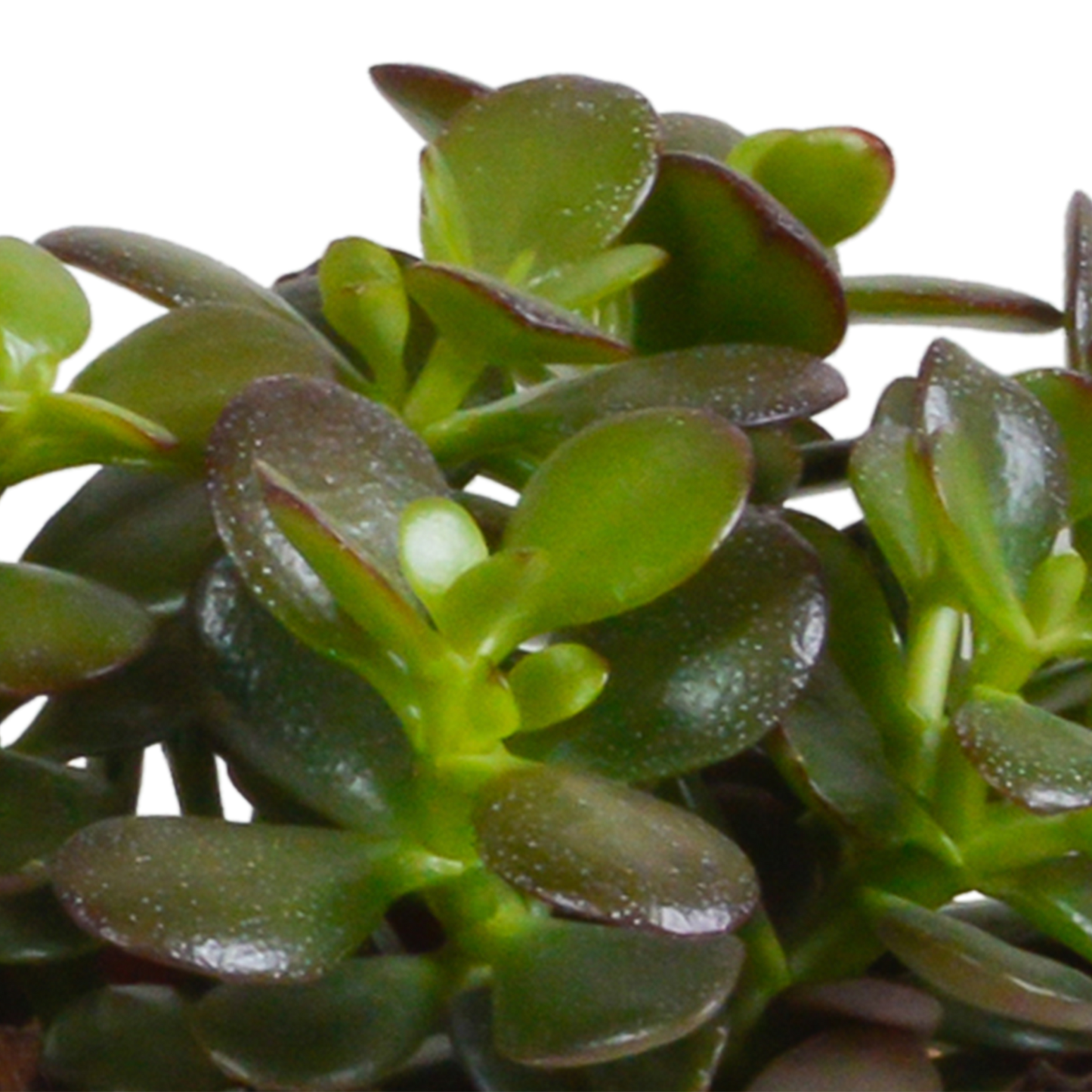 Crassula-Mischung 10,5 cm - 3x - in witte pot