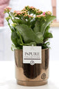 Kalanchoe Pink In P&PURE Juliette Ceramics Goldbronze - Ø12cm - ↕27cm